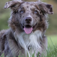 عالم الحيوان2 Australian-shepherd-5773298_960_720