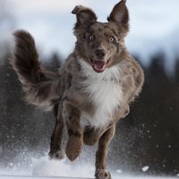 عالم الحيوان2 Australian-shepherd-5773397_960_720