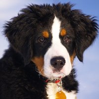 عالم الحيوان2 Bernese-mountain-dog-67266_960_720