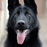 عالم الحيوان2 Black-german-shepherd-2994407_960_720