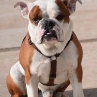 عالم الحيوان2 Bulldog-1223930_960_720