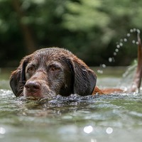 عالم الحيوان2 Chocolate-labrador-5402611_960_720